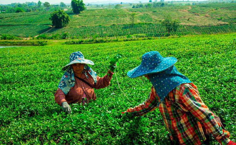 montagnes de chiang rai jusqu'au triangle d'or à la journée en français