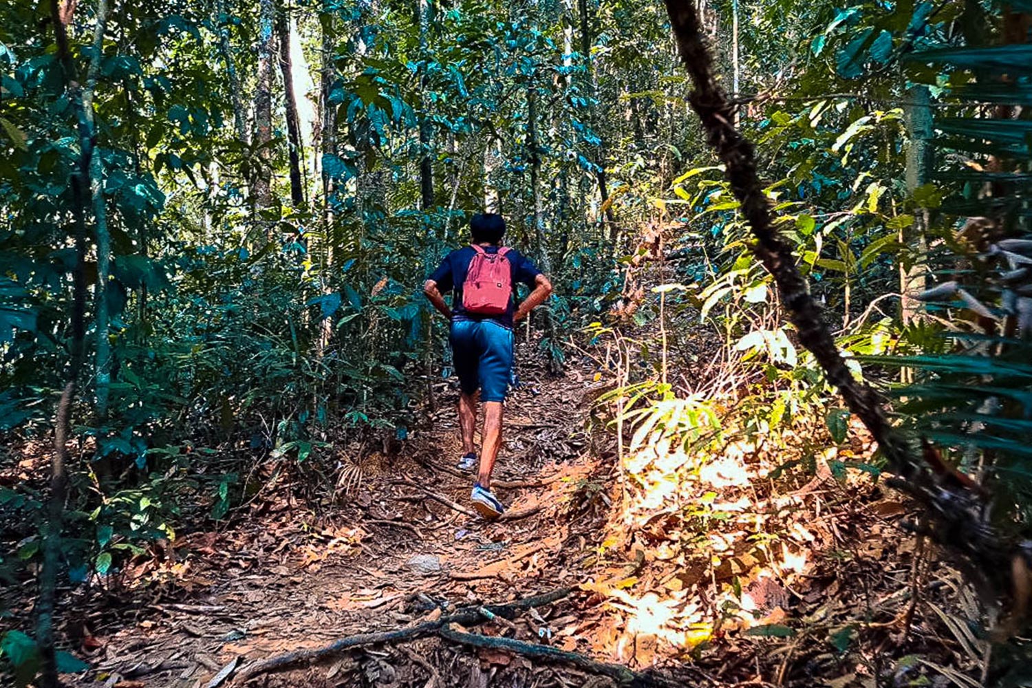 trek to discover the rafflesia, the biggest flower in the world