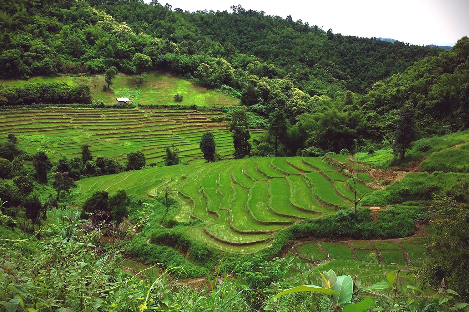 2-day 1-night trekking in chiang rai mountains