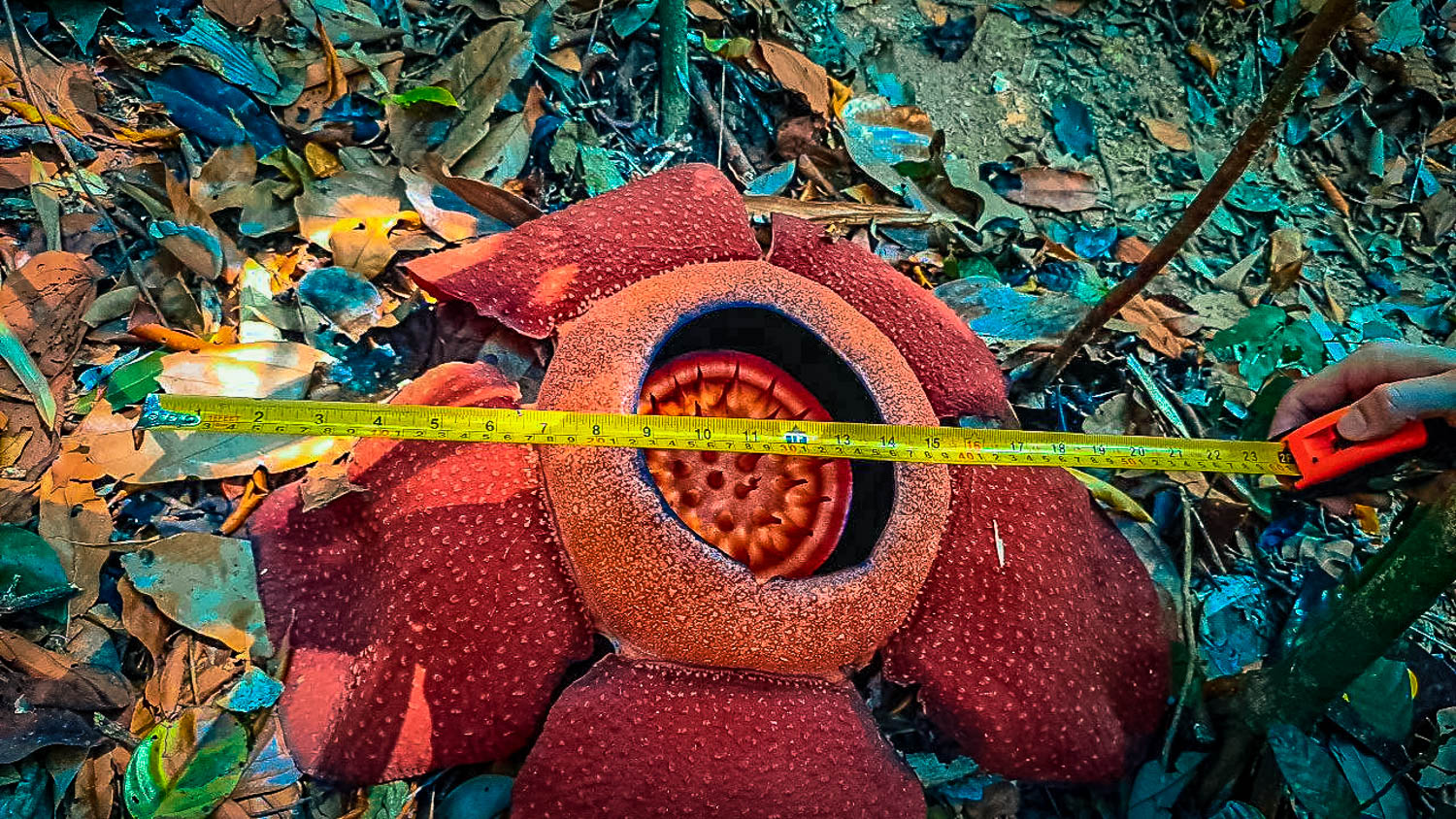 trek to discover the rafflesia, the biggest flower in the world