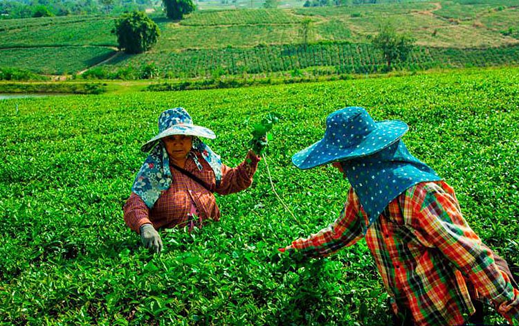 la thaïlande du nord hors des sentiers battus image 12